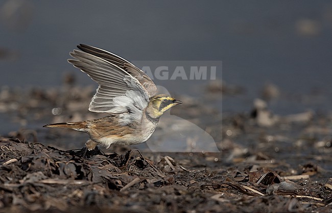 Horned Lark (Eremophila alpestris ssp.flava) taking off from ground at Vedbæk, Denmark stock-image by Agami/Helge Sorensen,