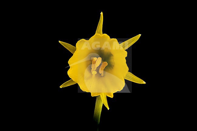 Hoop-petticoat daffodil, Narcissus bulbocodium subsp. bulbocodium stock-image by Agami/Wil Leurs,