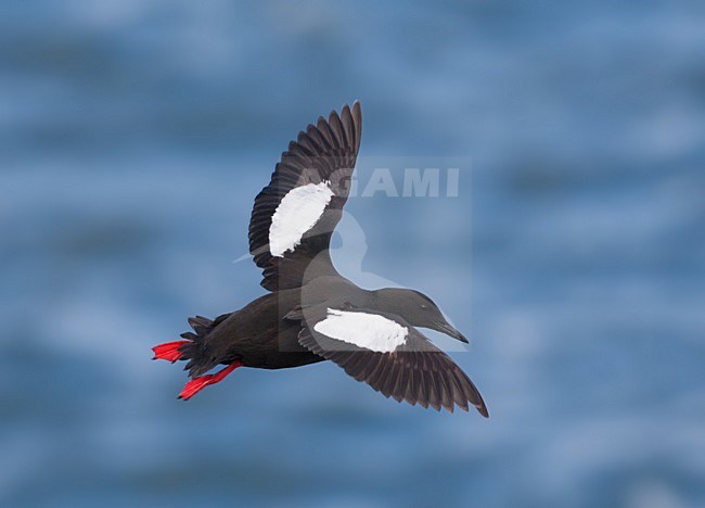 Zwarte Zeekoet, Black Guillemot, Cepphus grylle arcticus stock-image by Agami/Hugh Harrop,