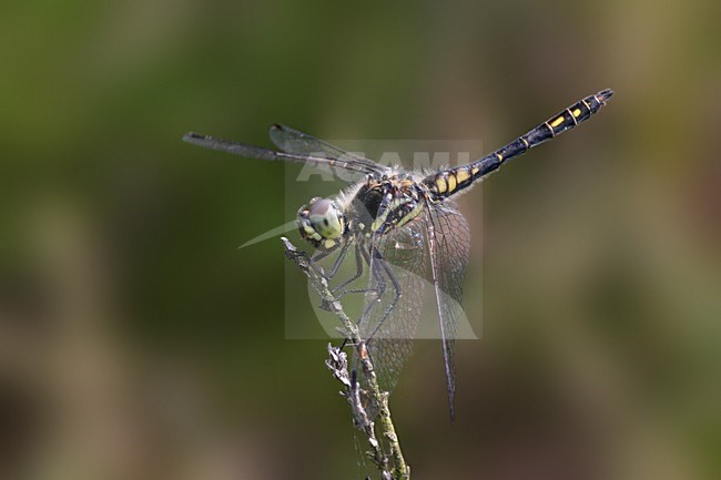 Zwarte heidelibel, Black darter stock-image by Agami/Bas Haasnoot,