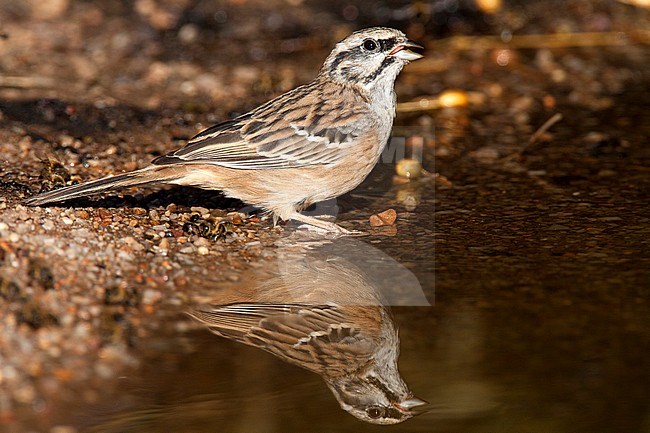 Worn adult Rock Bunting (Emberiza cia) during autumn in Ciudad real in Spain. stock-image by Agami/Oscar Díez,