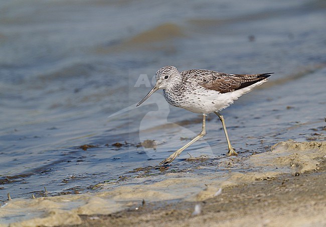 Adult Common Greenshank (Tringa nebularia) standing and walking and foraging in shallow water. bird in sideview stock-image by Agami/Ran Schols,