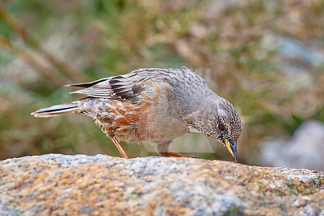 Alpine Accentor (Prunella collaris) foraging on a rock, Corsica, France stock-image by Agami/Tomas Grim,
