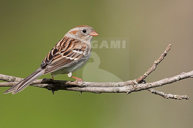 Field Sparrow (Spizella pusilla) Perched on a branch in USA stock-image by Agami/Dubi Shapiro,