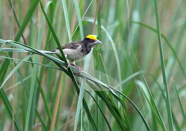 Male Black-breasted Weaver (Ploceus benghalensis) perched in reed bed in India. Also known as the Bengal weaver or black-throated weaver. stock-image by Agami/James Eaton,