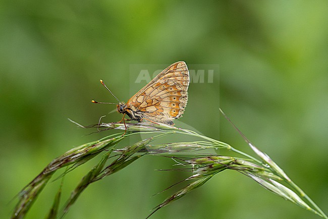 marsh fritillary (Euphydryas aurinia) perching with closed wings on a Poacea / grasses, the subspecies aurinia is a lowland form stock-image by Agami/Mathias Putze,
