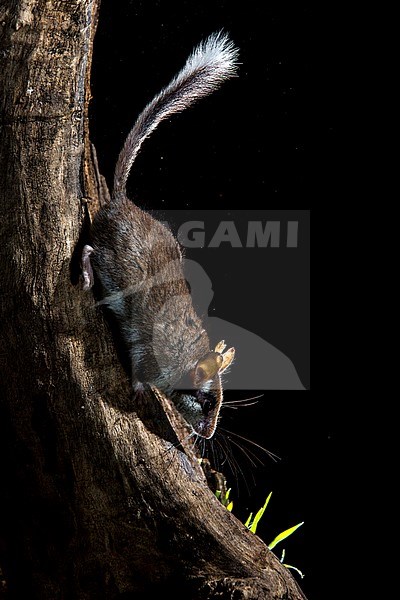 Garden Dormouse (Eliomys quercinus) during the night near Madrid in Spain. stock-image by Agami/Oscar Díez,