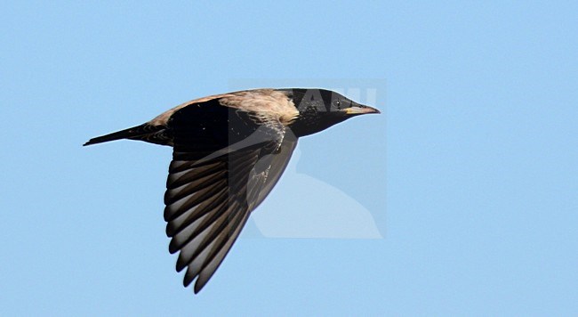 Roze Spreeuw, Rosy Starling, Sturnus roseus stock-image by Agami/Laurens Steijn,