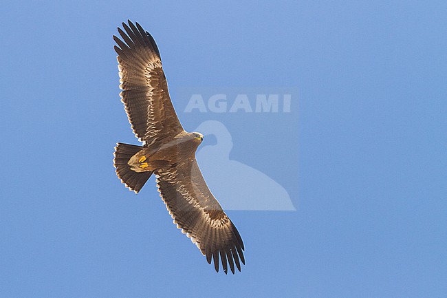 Steppe Eagle - Steppenadler - Aquila nipalensis, Oman, 2nd cy stock-image by Agami/Ralph Martin,