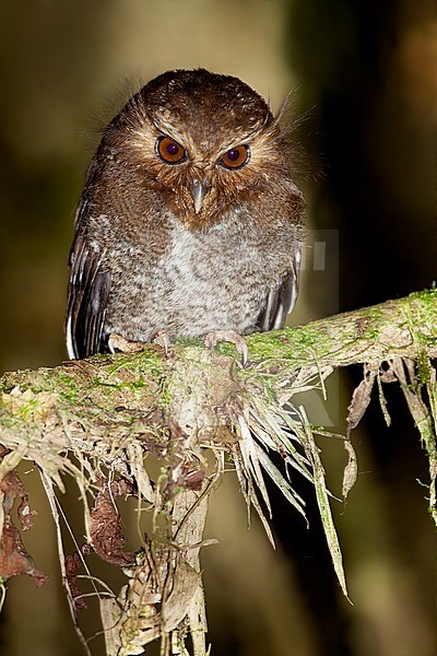 Birds of Peru, an endemic Long-whiskered Owlet (Xenoglaux loweryi) in Peru. stock-image by Agami/Dubi Shapiro,