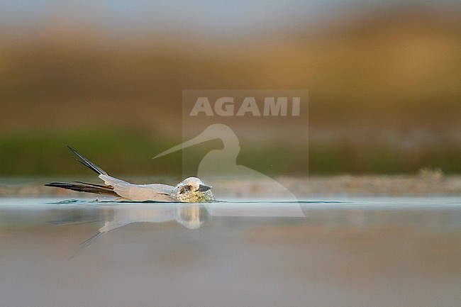 Gull-billed Tern - Lachseeschwalbe - Gelochelidon nilotica, Oman, adult, winter plumage stock-image by Agami/Ralph Martin,