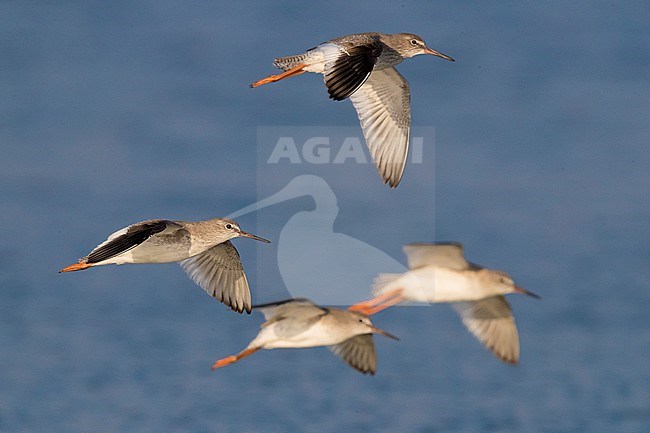 Redshank (Tringa totanus), a small flock in flight stock-image by Agami/Saverio Gatto,