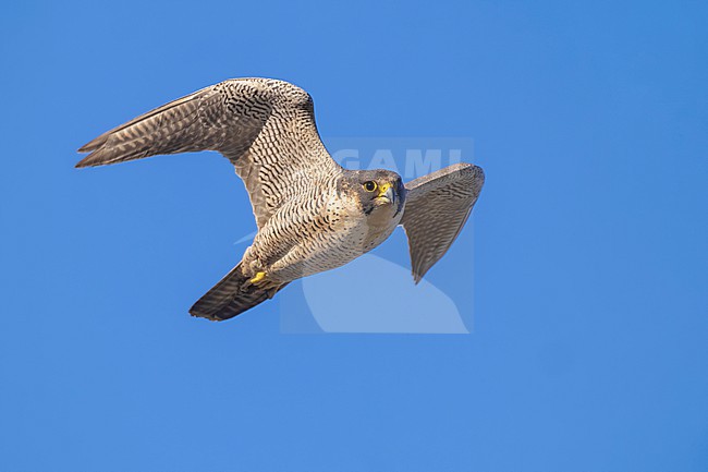 Adult Peregrine Falcon, Falco peregrinus, in Italy. stock-image by Agami/Daniele Occhiato,
