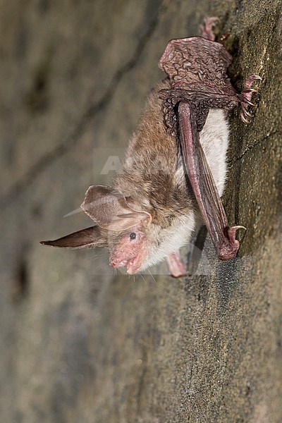 Bechstein's bat is sitting on al wall stock-image by Agami/Theo Douma,