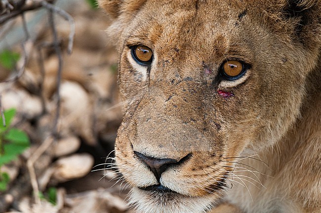 Close up portrait of a lioness, Panthera leo, with small injuries under her left eye. Khwai Concession Area, Okavango, Botswana. stock-image by Agami/Sergio Pitamitz,