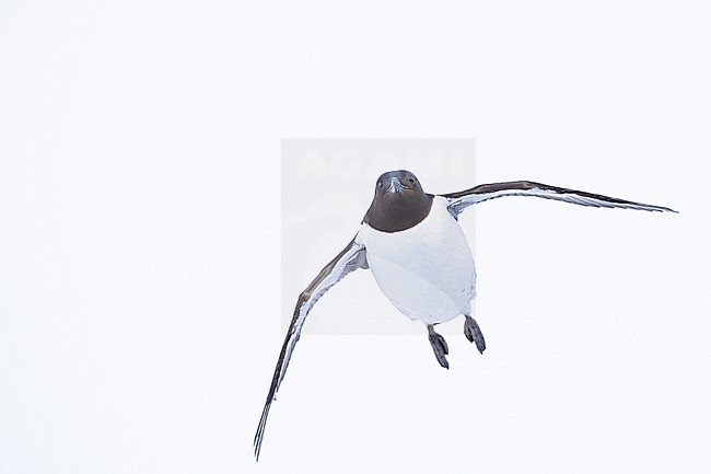  stock-image by Agami/Menno van Duijn,