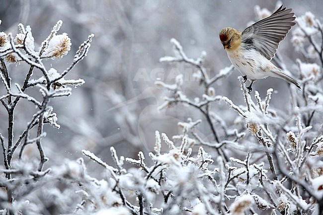 Arctic Redpoll (Carduelis hornemanni) with wings up on a tree during snowfall stock-image by Agami/Chris van Rijswijk,