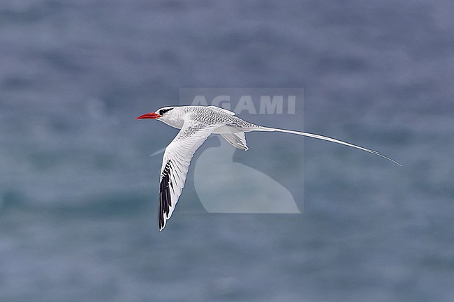 Adult Red-billed Tropicbird (Phaethon aethereus mesonauta) at sea off the Galapagos Islands, part of the Republic of Ecuador. stock-image by Agami/Pete Morris,