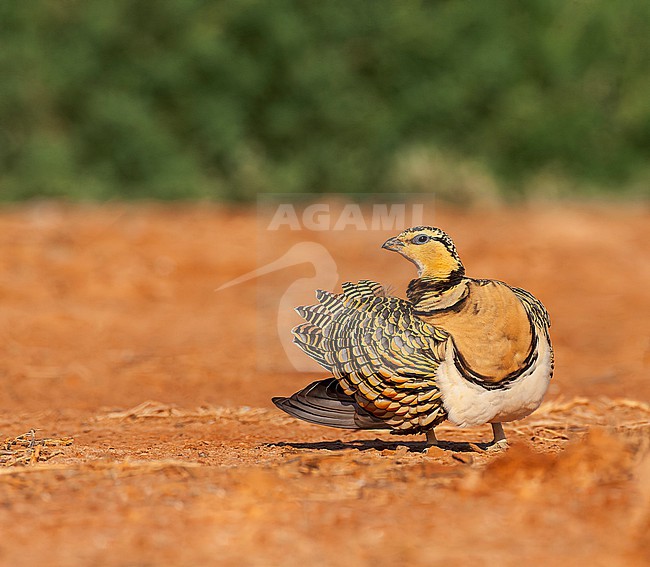 Preening female Pin-tailed Sandgrouse (Pterocles alchata) in steppes near Belchite in Spain. stock-image by Agami/Marc Guyt,