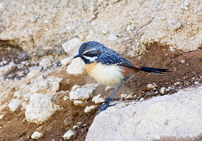 Roodborstrotsspringer zittend op een rots, Orange-breasted Rock-Jumper perched on a rock stock-image by Agami/Marc Guyt,
