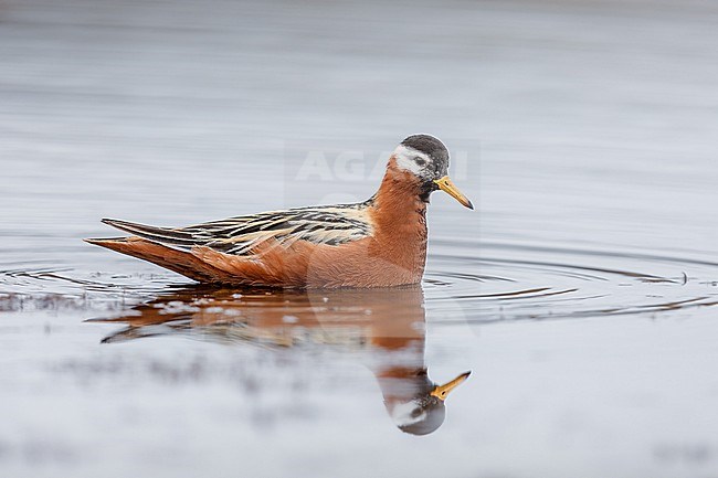 Female Red Phalarope foraging stock-image by Agami/Onno Wildschut,