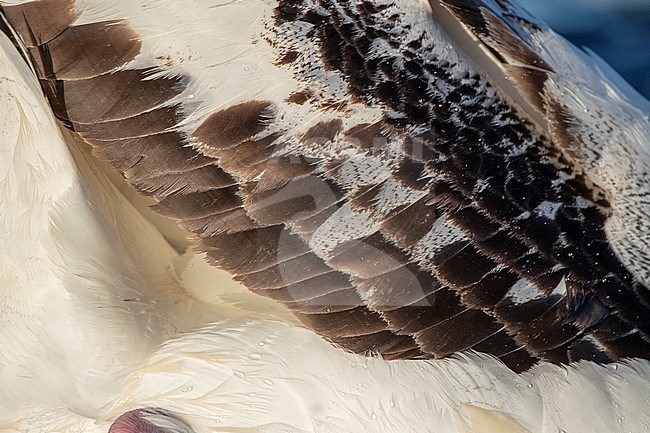 Closeup of the feathers of the wing of an adult Gibson's Albatross (Diomedea gibsoni) stock-image by Agami/Marc Guyt,