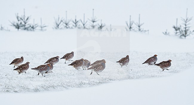 Patrijs in de sneeuw, Grey Partridge in the snow stock-image by Agami/Markus Varesvuo,