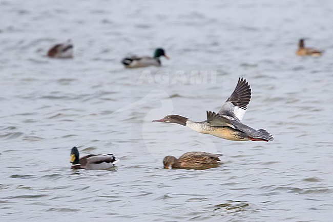 First-winter male Goosander (Mergus merganser merganser) flying fast low over the water in Germany. Side view of bird flying towards the left with Mallards in the background. stock-image by Agami/Ralph Martin,