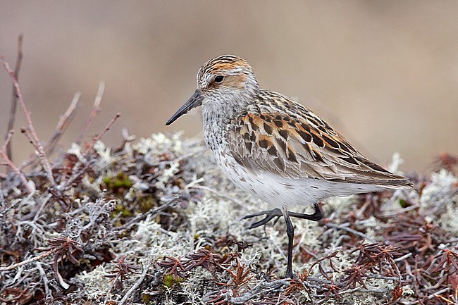 Adult breeding 
Nome, AK 
June 2009 stock-image by Agami/Brian E Small,