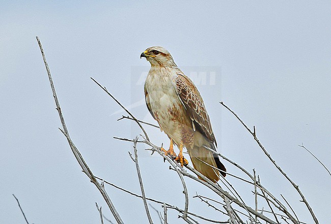 Long-legged Buzzard (Buteo rufinus) stock-image by Agami/Eduard Sangster,