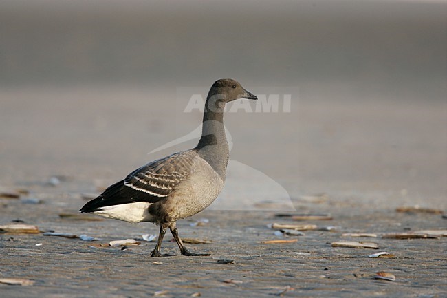 Juveniele Rotgans op het strand; Juvenile Dark-bellied Brent Goose on the beach stock-image by Agami/Menno van Duijn,