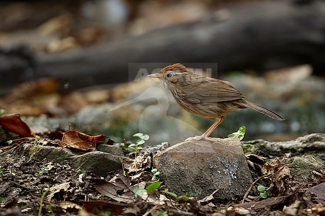 Puff-throated Babbler (Pellorneum ruficeps) at Kaeng Krachan National Park, Thailand stock-image by Agami/Helge Sorensen,