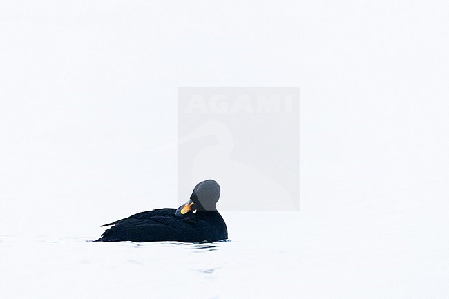  stock-image by Agami/Menno van Duijn,