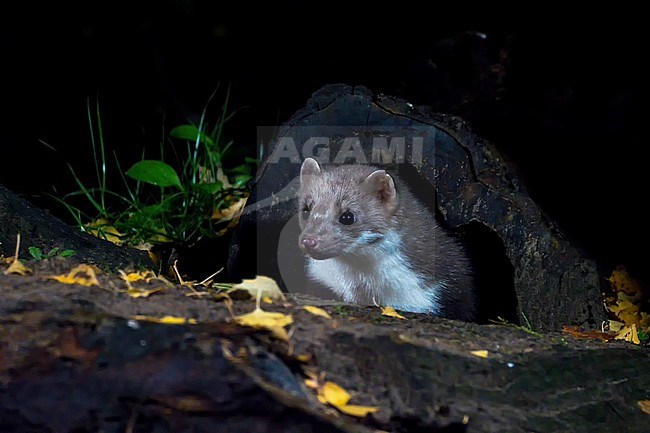 Beech Marten (Martes foina) looking into the camera from under a dead tree. The picture is taken at night. The background is black. stock-image by Agami/Hans Germeraad,