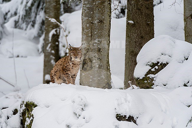 A European lynx, Lynx linx, stands on a rock in Bavarian Forest National Park. Germany. stock-image by Agami/Sergio Pitamitz,