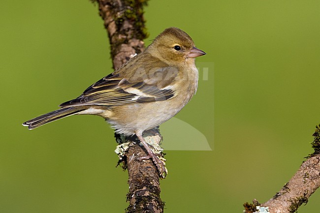 Vrouwtje Vink op een tak; Female Common Chaffinch perched on a branch stock-image by Agami/Daniele Occhiato,