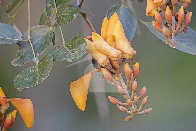 Fruit of the Shady Coral Tree (Erythrina mitis) at San Jerónimo, Antioquia, Colombia.  Because of the nectar in the flowers, most trees in this genus are excellent for attracting birds.  This tree often had parakeets in the canopy, although I could not see what they were eating. stock-image by Agami/Tom Friedel,