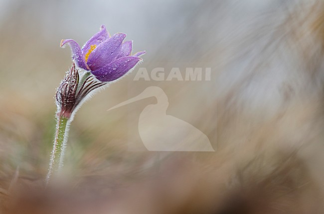 Closeup van bloeiend Wildemanskruid, Close-up of flowering Pasque Flower stock-image by Agami/Rob de Jong,