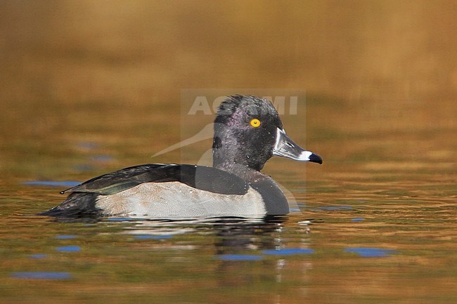 Ring-necked Duck (Aythya collaris) swimming on a pond in Victoria, BC, Canada. stock-image by Agami/Glenn Bartley,