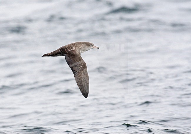 Chileense Grote Pijlstormvogel, Pink-footed Shearwater stock-image by Agami/Marc Guyt,