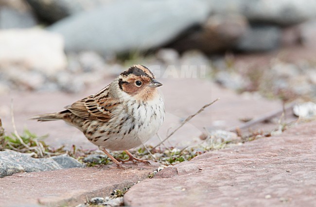 Volwassen Dwerggors op de grond; Adult Little Bunting on the ground stock-image by Agami/Markus Varesvuo,