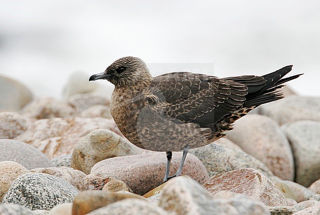 First-winter Arctic Skua (Stercorarius parasiticus) standing on the beach at Kattvik, Skåne, Sweden. stock-image by Agami/Helge Sorensen,