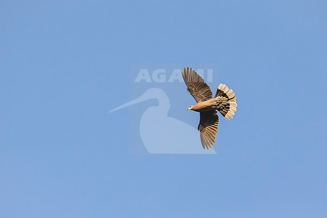 adult red-eyed dove (Streptopelia semitorquata) in flight photographed from below, found at Alemgono Wetland in Kafa Biosphere Reserve in Ethiopia stock-image by Agami/Mathias Putze,
