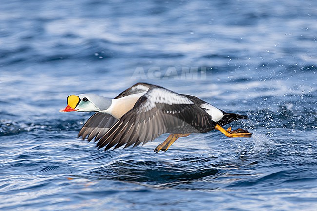  stock-image by Agami/Menno van Duijn,