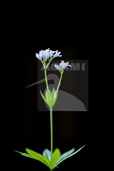 Woodruff flowers stock-image by Agami/Wil Leurs,