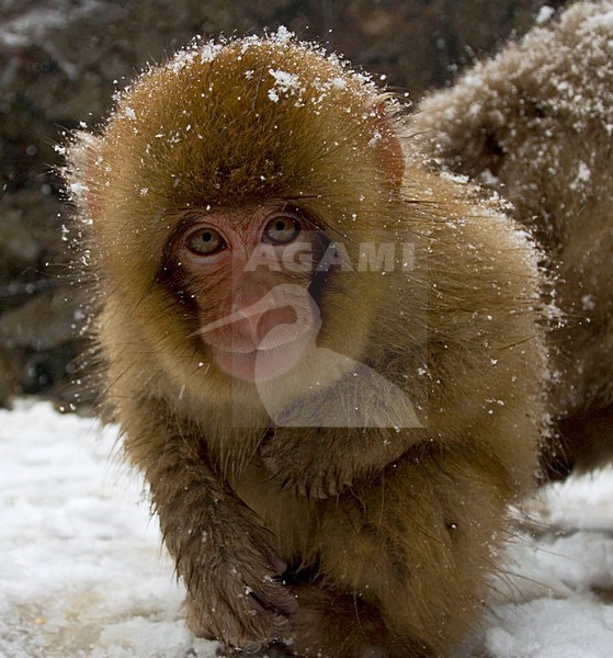 Japanese Macaque immature foraging in the snow; Japanse Makaak onvolwassen fouragerend in de sneeuw stock-image by Agami/Marc Guyt,