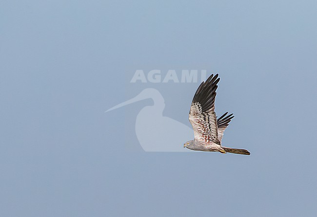 Male Montagu's Harrier (Circus pygargus) in flight in Spain. stock-image by Agami/Marc Guyt,