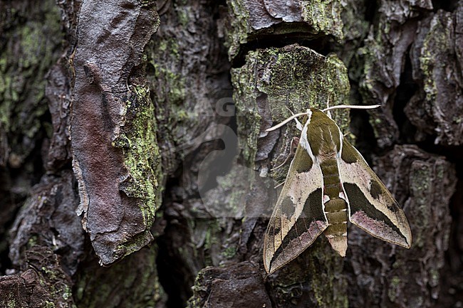 Hyles euphorbiae - Spurge hawk-moth - Wolfsmilchschwärmer, France (Landes), imago stock-image by Agami/Ralph Martin,