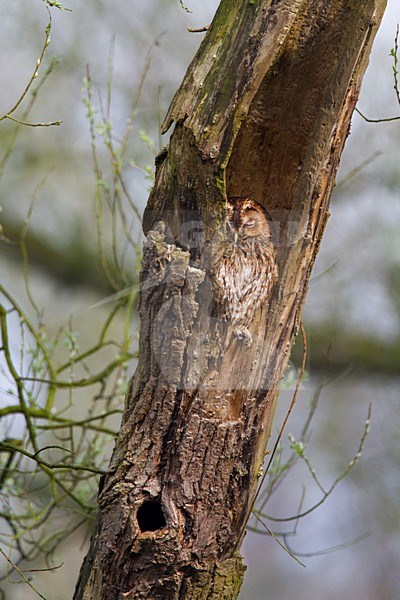 Rustende Bosuil in boom; Resting Tawny Owl in tree stock-image by Agami/Menno van Duijn,