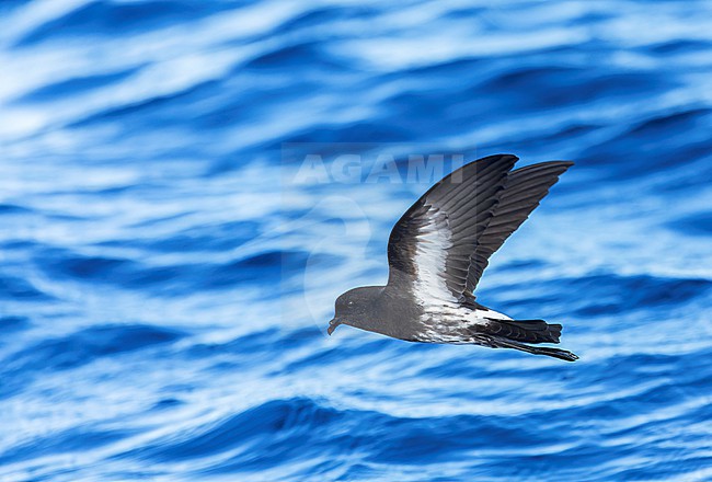 New Zealand Storm Petrel (Fregetta maoriana), a critically endangered seabird species endemic to New Zealand. Flying above the ocean surface. stock-image by Agami/Marc Guyt,